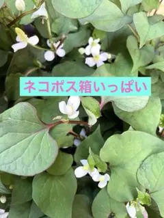 ドクダミのサムネイル