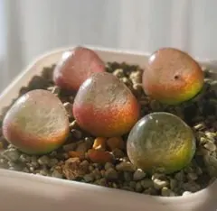 2025年最新】ブルゲリの人気アイテム - メルカリ