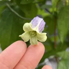 2026年最新】竹間園芸クレマチスの人気アイテム - メルカリ