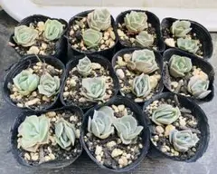 多肉植物【ペンテリー】 ポットごと or 抜き苗 6㎝ポット - メルカリ