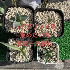 アガベ ハイブリッド 曙光×姫厳龍 土田制所 子株 発根済み - メルカリ