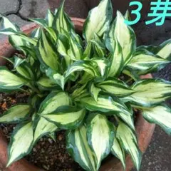 中型種 ギボウシ / ホスタ ロイヤリスト 3芽 - メルカリ