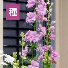 花の種　ラークスパー アールグレイ　一年草のサムネイル
