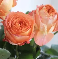 うゆ様専用　バラ苗　オレンジロマンチカ ①＋ショコラロマンティカ①