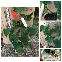 ③ 【安心のポット苗】ブラックベリートリプルクラウン　取り木苗　ポットごと発送