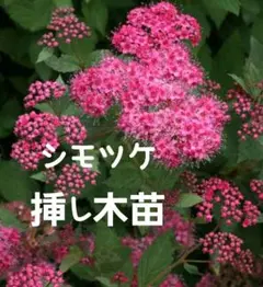 匿名配送 細葉ミツバシモツケ ギレニア 苗一株＋タネプレゼント - メルカリ