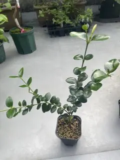 カリッサ　ナタールプラム　開花株のサムネイル
