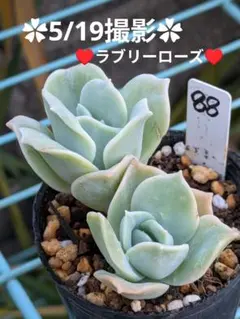 ❤️専用❤️★134メルカリ便✨❤️ラブリーローズ錦❤️3頭斑入❤️セール❤️群生抜き苗♪ ラブリーローズ錦 虹斑入り レア 多肉植物 エケベリア 抜き苗 - メルカリ