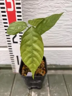 国産実生苗 カカオクリオロ種 Theobroma cacao 'Criollo' - メルカリ