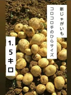 徳之島しんじゃが コロコロ手のひらサイズ 箱含めて1.5キロ 南国から 