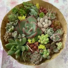 多肉植物カット苗いろいろ種類詰め合わせ 寄せ植えセット①
