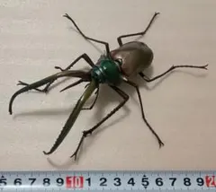 ウォーレスクシヒゲミヤマカミキリ 標本 - メルカリ