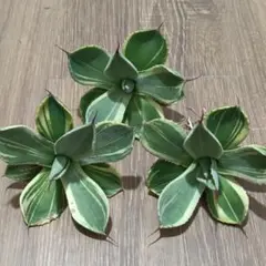 2025年最新】アガベ パリー トランカータの人気アイテム - メルカリ