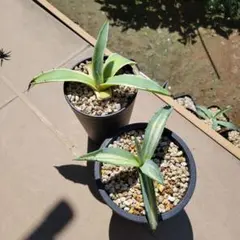 2026年最新】アガベ マシュマロクリームの人気アイテム - メルカリ