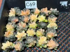 エ*カ様 9 多肉植物 ハオルチア　オブツーサ錦 水中月錦 糊斑 鮮明錦 25株