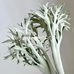 2025年最新】veitchiiの人気アイテム - メルカリ