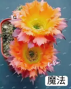 サボテン エキノプシス交配 SP. 抜き苗 オレンジ花 花サボテン - メルカリ