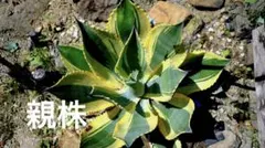 リップルエフェクト 小株　発根済み リップルエフェクト 子株 発根済み アガベ リップルエフェクト