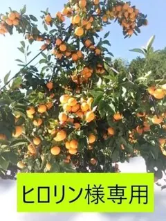 ヒロリン様専用④