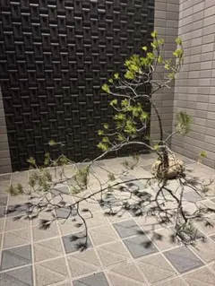 盆栽屋大和】黒松 中品盆栽 樹高37㎝ - メルカリ