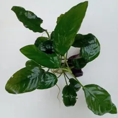 BeaSea様 リクエスト 3点 まとめ商品