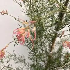 ご依頼品】メラレウカ コットンキャンディ 苗木 ピンクの花色 - メルカリ