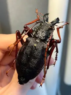 美脚橙】カシクスオニノコギリカミキリ昆虫標本甲虫ハムシサソリ