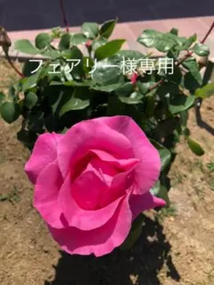 フェアリー様　専用