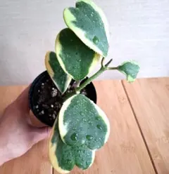 2025年最新】ハートホヤの人気アイテム - メルカリ