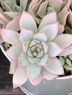 ❣️多肉植物❣️ 良質❣️ブルーバード ❣️木立　抜き苗❣️韓国苗❣️