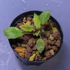 Homalomena sp. Honey Bee AZ便 ホマロメナのサムネイル