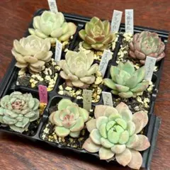 多肉植物　小苗9種セット「抜き苗」　2のサムネイル