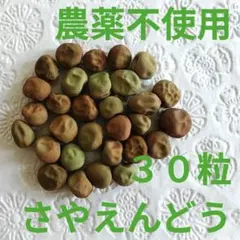 モロッコいんげん 4kg （正宗老品種 紫花大油豆小時候の味道从未改変