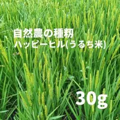 2026年最新】ハッピーヒル 種籾の人気アイテム - メルカリ