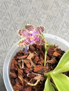 胡蝶蘭 原種 交配種 レア 入手困難phal.lueddemanniana - メルカリ