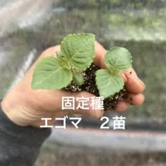 一息様 リクエスト 2点 まとめ商品