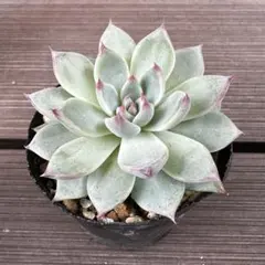 KEN  月曜日発送様 リクエスト 2点 まとめ商品