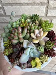 多肉植物カット苗各種