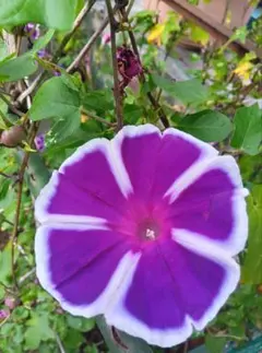 希少】変化朝顔 青渦蜻蛉葉薄茶丸咲 種 アサガオ 大輪朝顔 - メルカリ