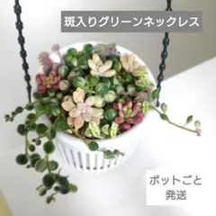 み*き様 斑入りグリーンネックレス オーロラ 姫秀麗 寄せ植え 吊り下げポットご