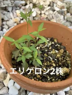 ☆毎年好評☆ 黄色モッコウバラ 八重 根付き・抜き苗 5/7以降発送