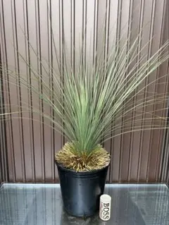 現品発送】クサントロエア ブラックボーイ③ - メルカリ
