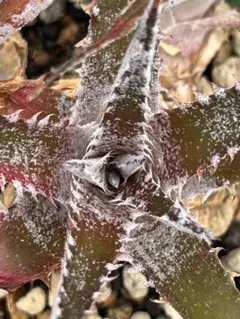 Dyckia braunii 実生 ディッキア ブラウニー ラスト - メルカリ