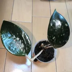 Nobita様 リクエスト 2点 まとめ商品