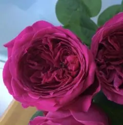 バラ苗　挿し木苗　切り花品種　パ　ド