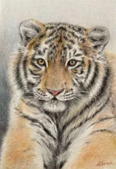 色鉛筆画　虎　トラ　原画