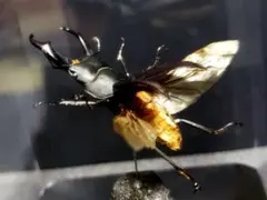 コクワガタ 飛翔 立体標本のサムネイル
