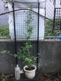 新品・未使用】モコゾウ キャップ ヤンガオ グレー 犬 MOKOZO 小菅くみ