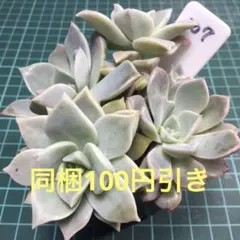 あずきまま☆プロフ読んでね☆様 リクエスト 3点 まとめ商品