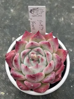 多肉植物 リンゼアナxホーリンゼ TYさん苗 自家受粉 - メルカリ